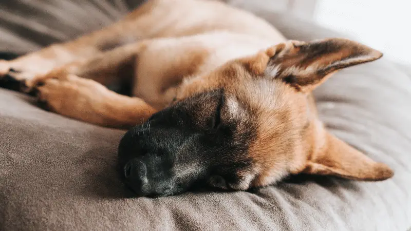 how to train your dog to sleep in their bed