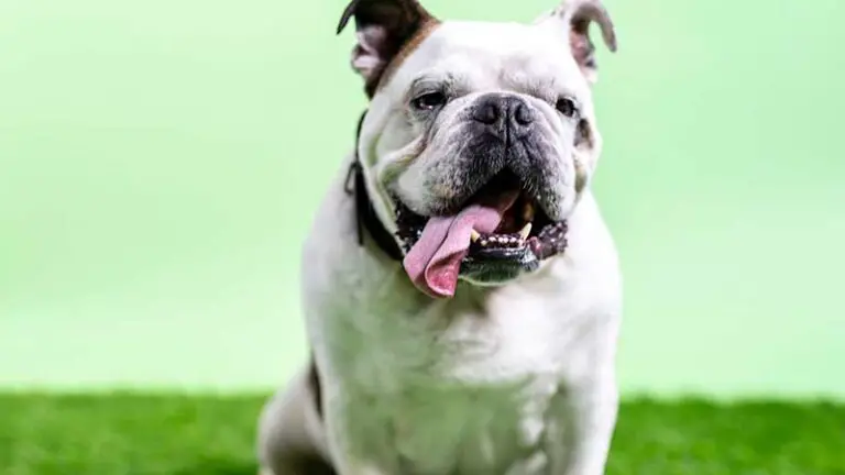 Comparing Insurance for Bulldogs: Find the Best Coverage for Your Pet