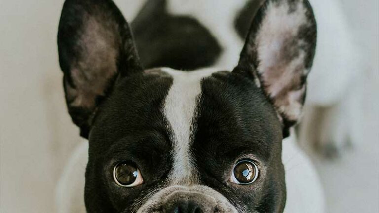 Best Pet Insurance for French Bulldogs: An Ultimate Guide 2024