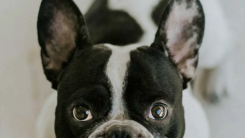 pet insurance for french bulldogs