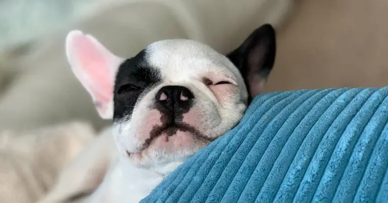 should i wake my puppy up to pee at night
