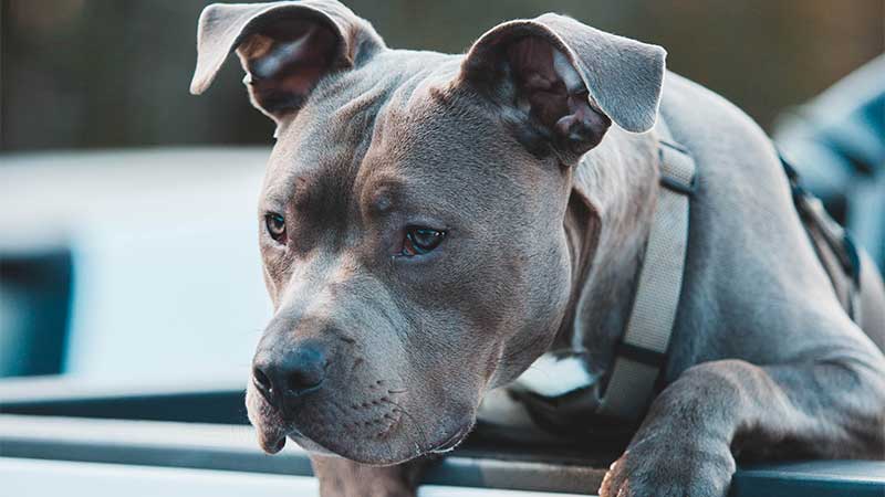 You've Gotta See This Clever Bull Terrier's Solution to Eating