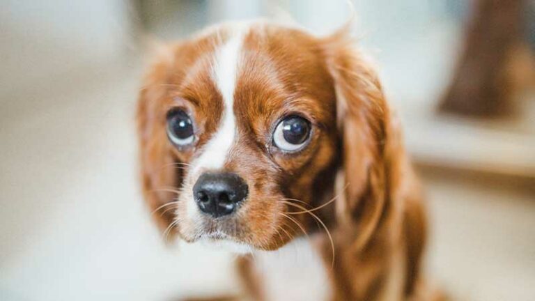 7 Key Considerations for Waiting Period Pet Insurance