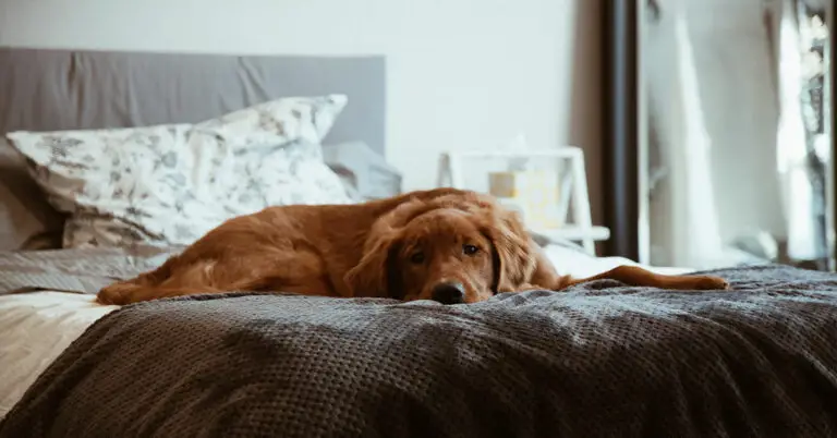 Why Does My Dog Pee on My Bed? Tips on How to Stop It