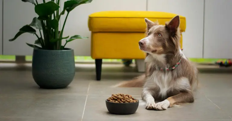 Dog and Cat Food is a Multi-billion Dollar a Year Industry