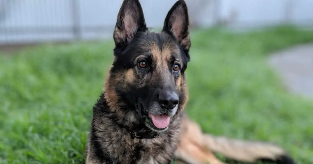 German shepherd shop leash aggression