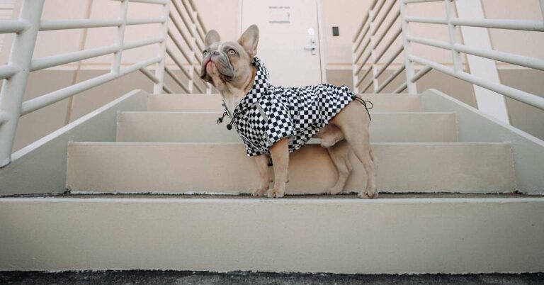 Are Stairs Bad for Dogs: Understanding the Pros and Cons of Climbing Stairs for Canine Friends