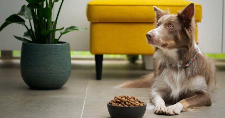 The 10 Best Food for Dogs with Skin Allergies [2024]