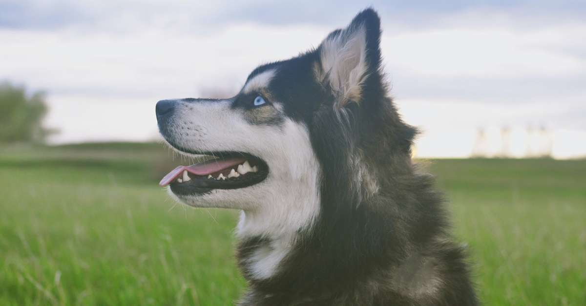 best dog food for huskies