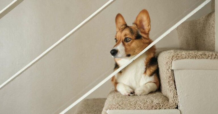 Secure Your Pup with These 8 Best Dog Gates for Stairs: A Comprehensive Review