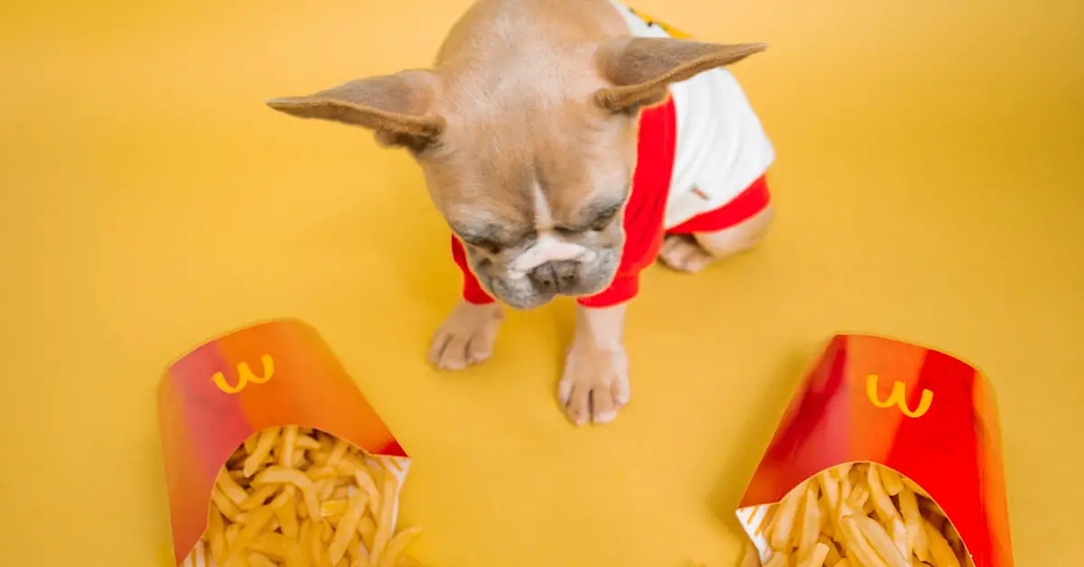 can-dogs-eat-french-fries