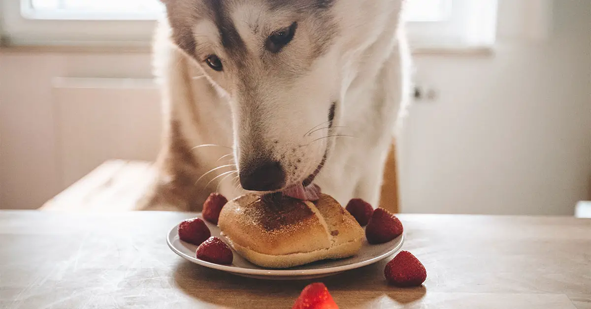 can-dogs-eat-strawberries