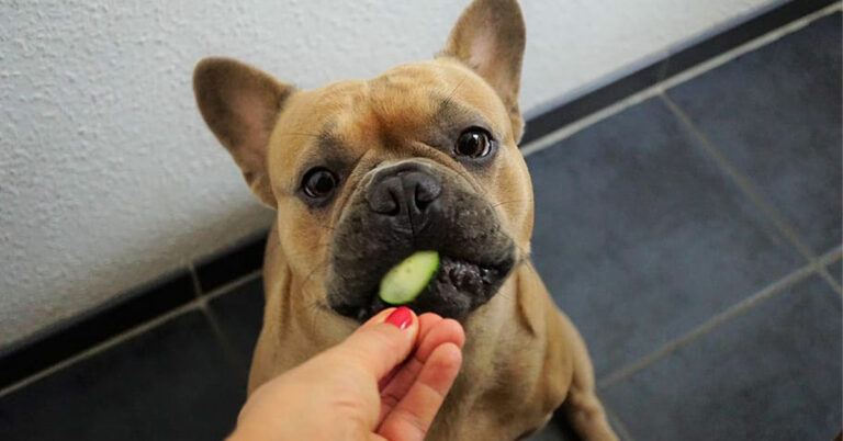 Can Dogs Have Cucumbers? Exploring the Benefits and Risks