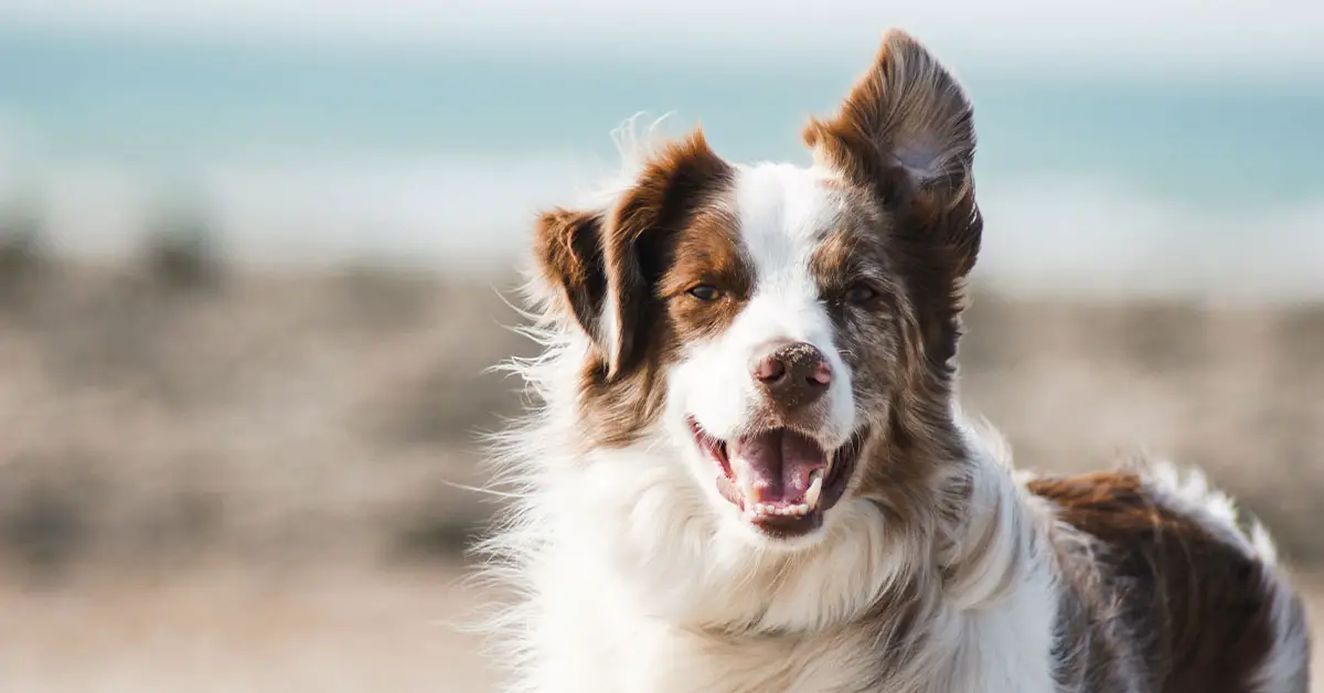 Dog Hives Causes Symptoms and Treatment Options Bulldogology