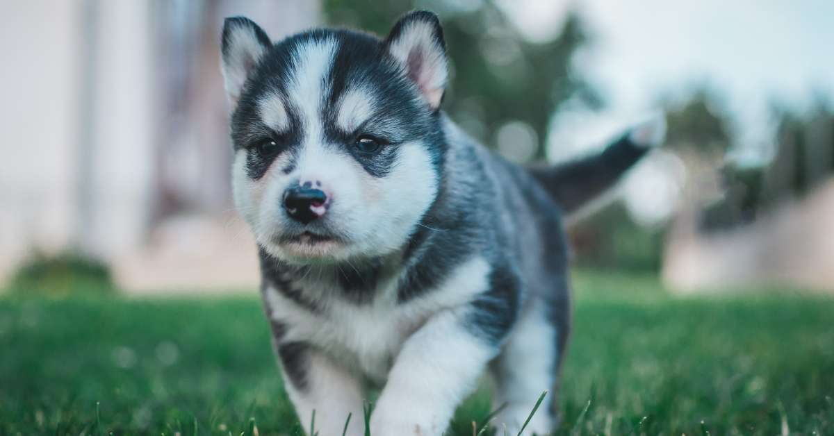 facts about huskies