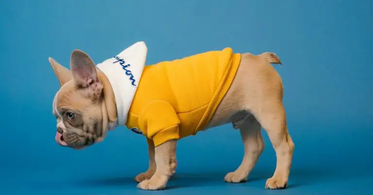 Unlocking the Mystery: Discover the Surprising French Bulldog Lifespan!