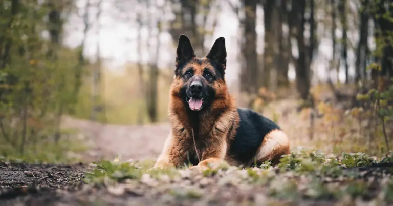 German Shepherd Lifespan – How Long Do German Shepherds Live?