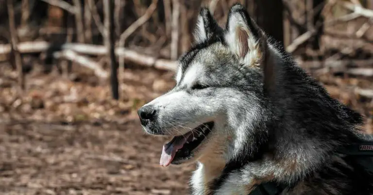 How Smart Are Huskies Really? Discover the Surprising Intelligence of These Amazing Dogs!