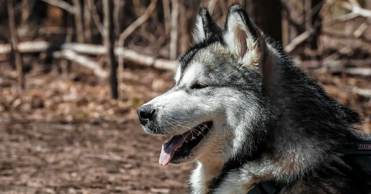 how smart are huskies