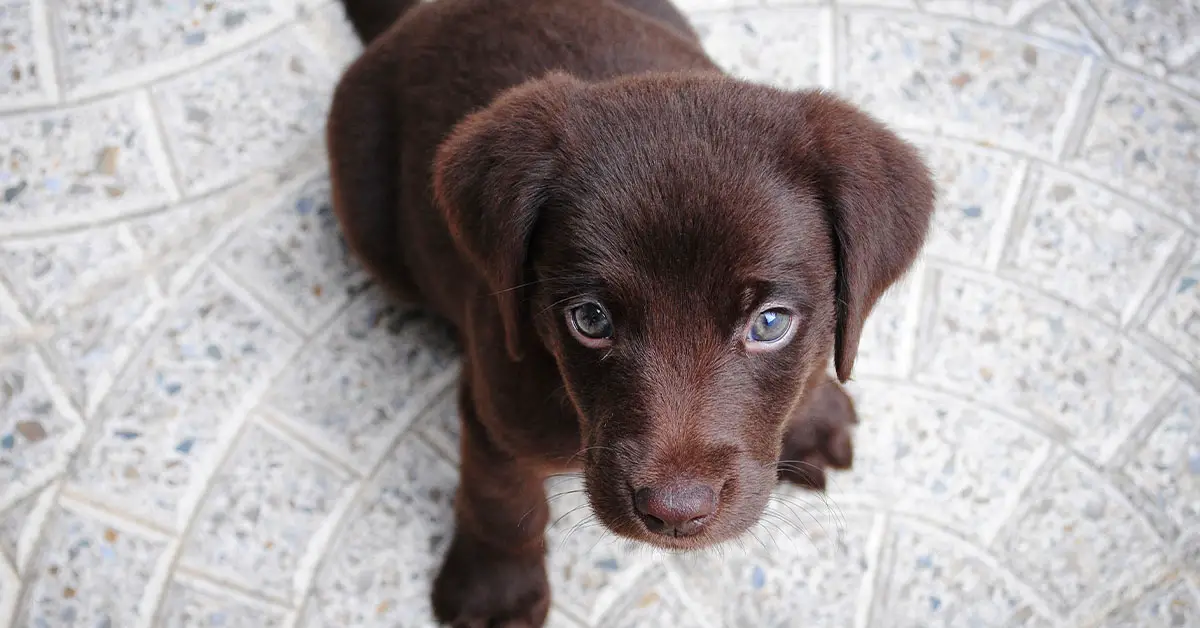 how-to-make-a-dog-throw-up-after-eating-chocolate