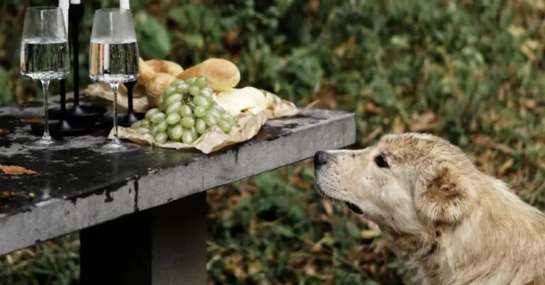 how to make a dog throw up after eating grapes