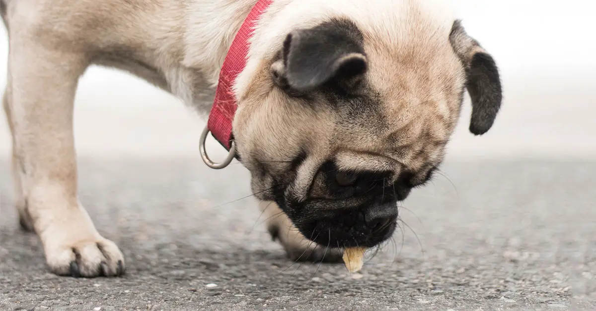 how-to-make-a-dog-throw-up-after-eating-something-bad