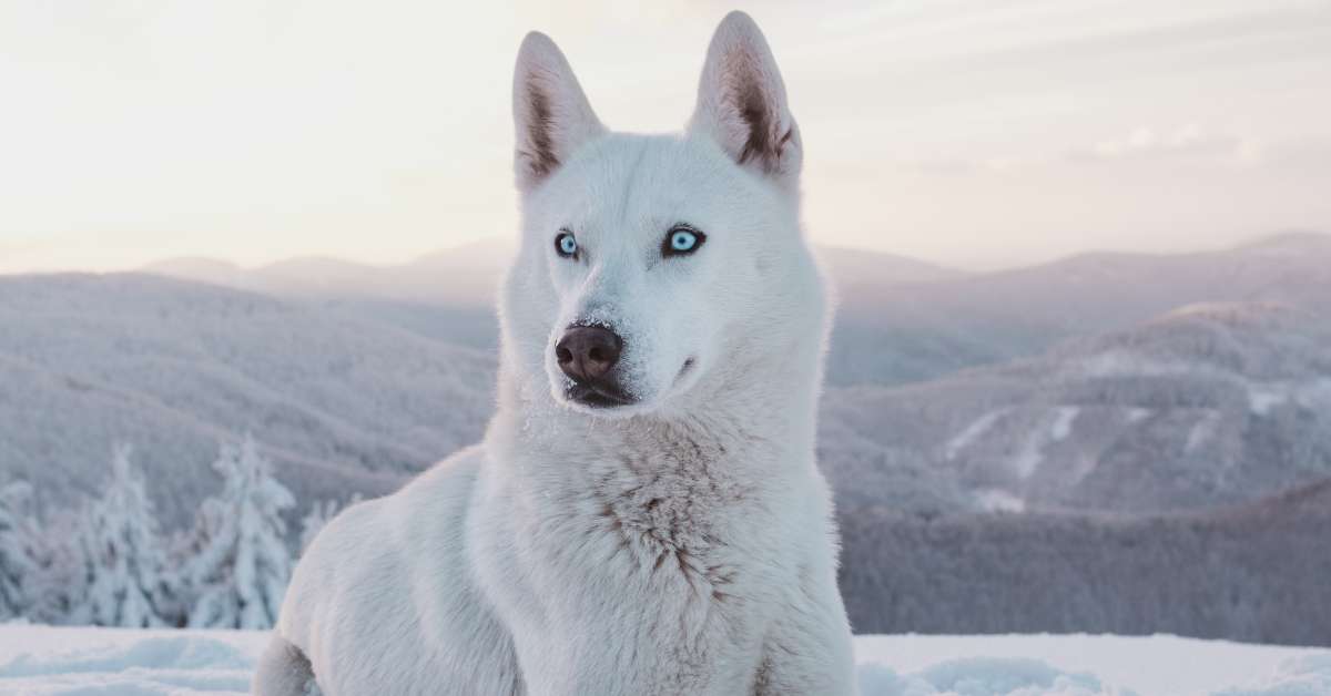 Learn About Husky Lifespan Now Unlock The Secret To A Long And Happy