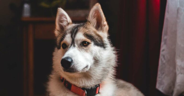 Husky Weight: Track Your Pet’s Progress and Achieve Optimal Health Today