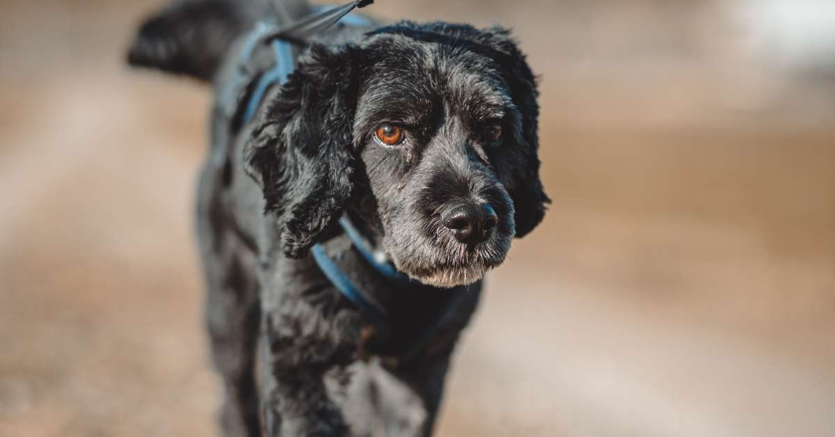 are spicy peppers bad for dogs