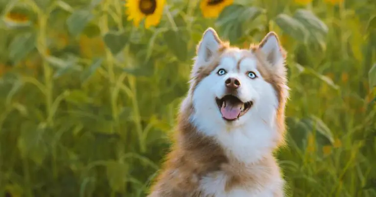 What Can Huskies Eat? A Comprehensive Guide to Safe and Healthy Foods for Your Furry Friend