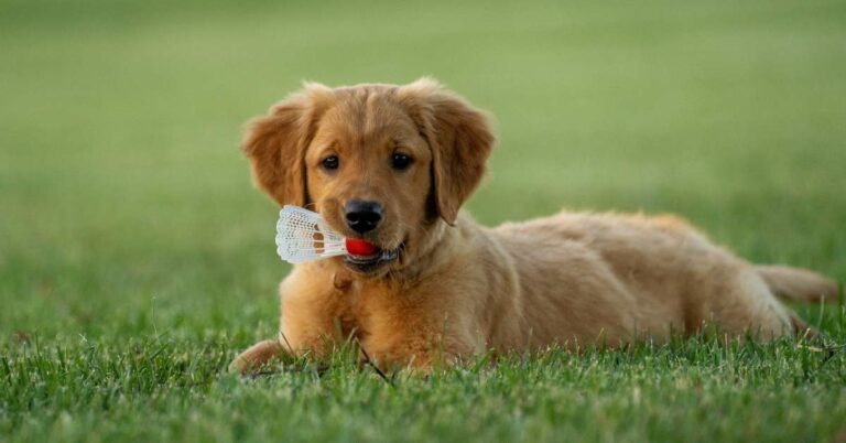 What Shots Do Puppies Need: A Comprehensive Guide to Vaccinations
