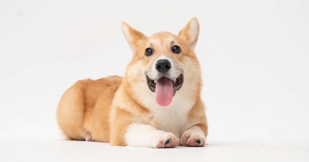 what to give a dog throwing up