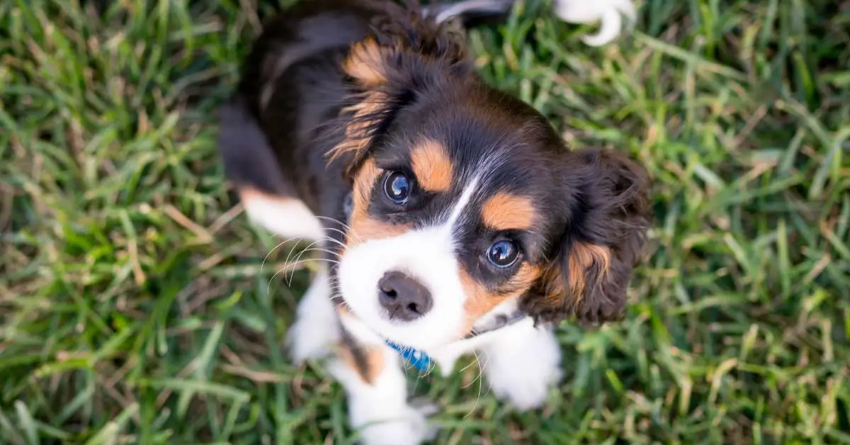 Dog Cries When Pooping: Shocking Reasons and Helpful Solutions