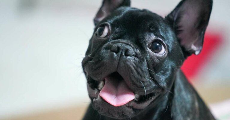 French Bulldog Personality