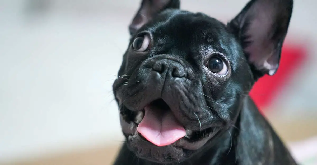 French Bulldog Personality & History