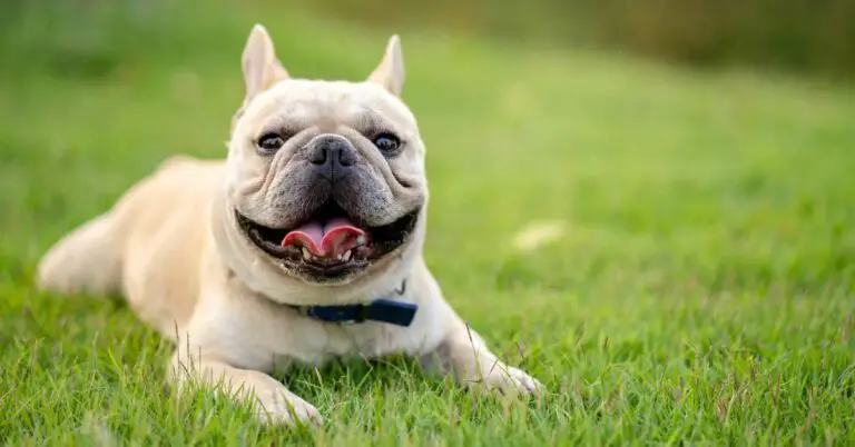 How Much Does A French Bulldog Weight?