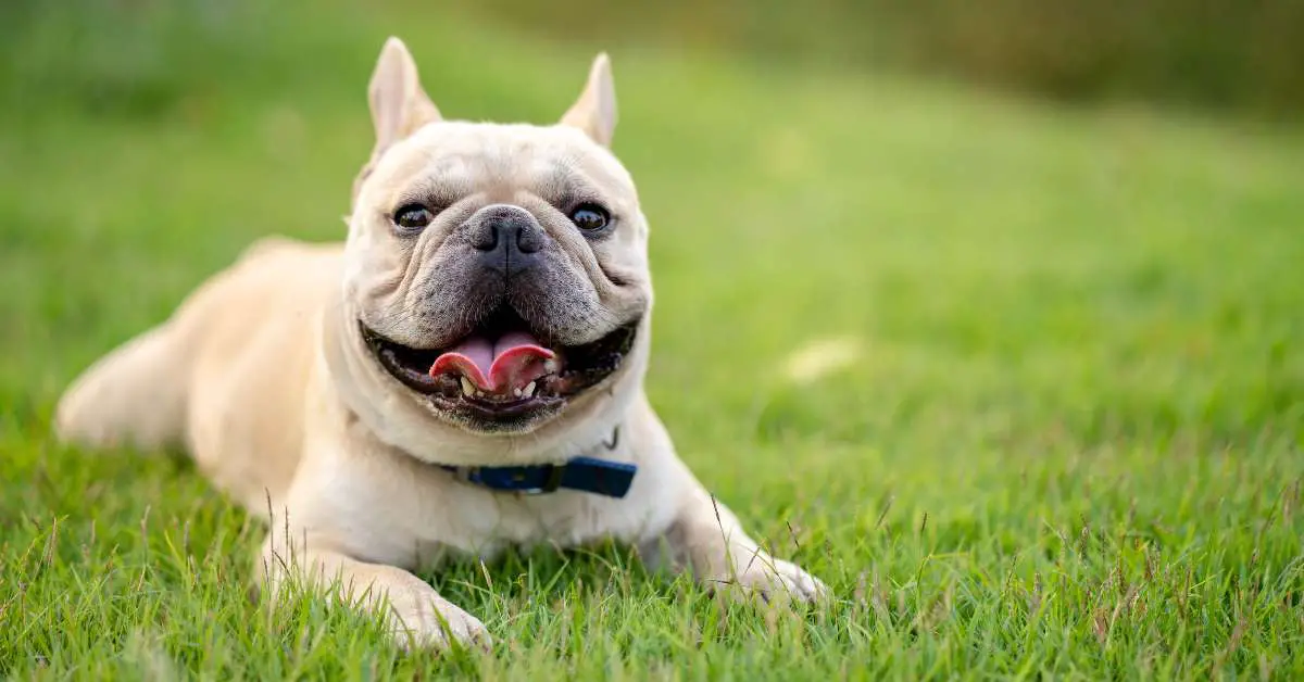 French Bulldog Weight