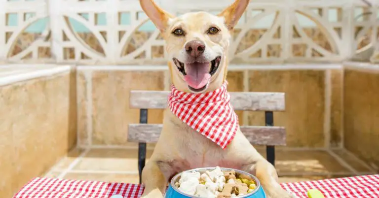 Top 9 Best Low Fat Dog Food Options: Give Your Pup a Healthy and Balanced Diet!
