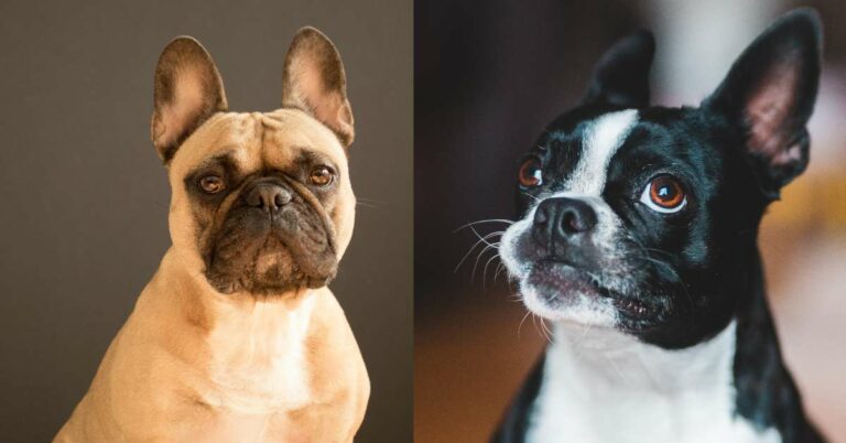 Boston Terrier vs French Bulldog: Which Adorable Breed Wins Your Heart?