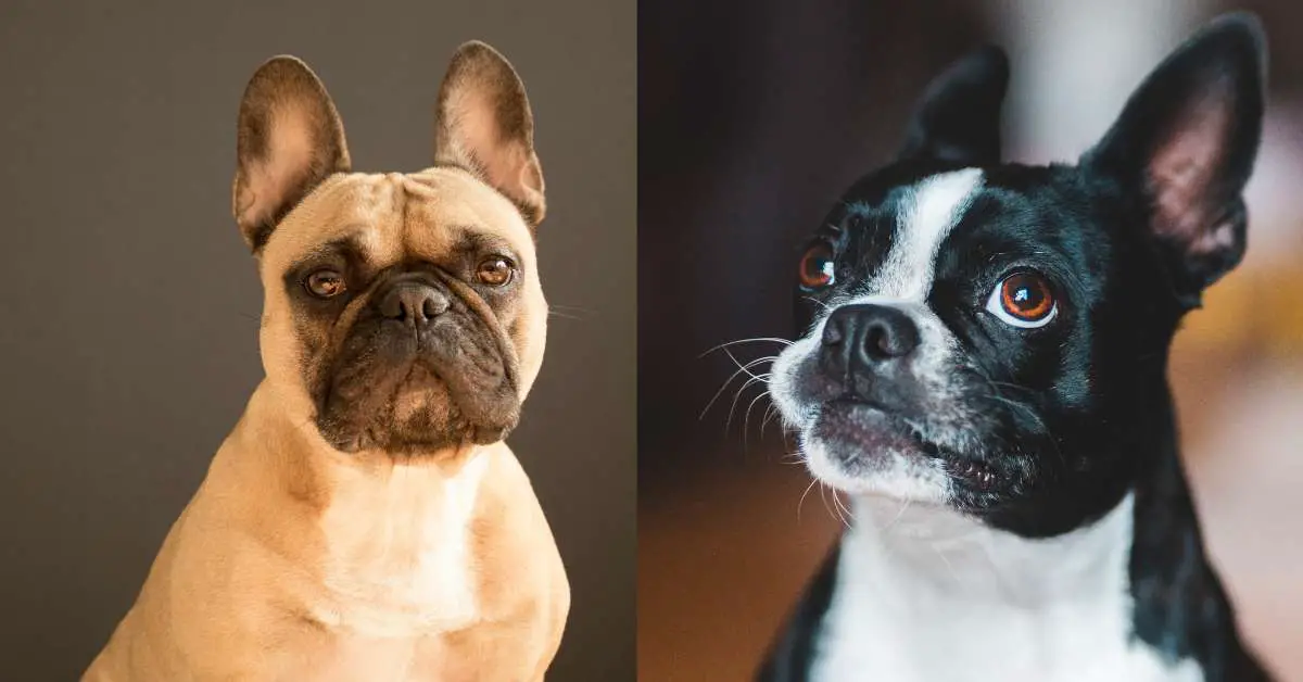 boston terrier vs french bulldog