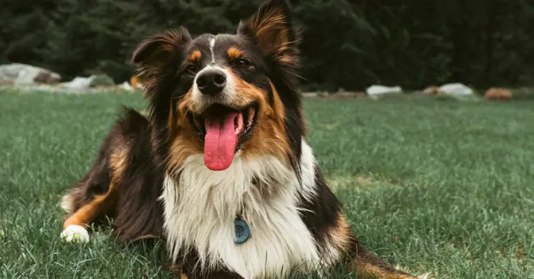 What is the Cost of Puppy Vaccinations? – 2023 Guide!