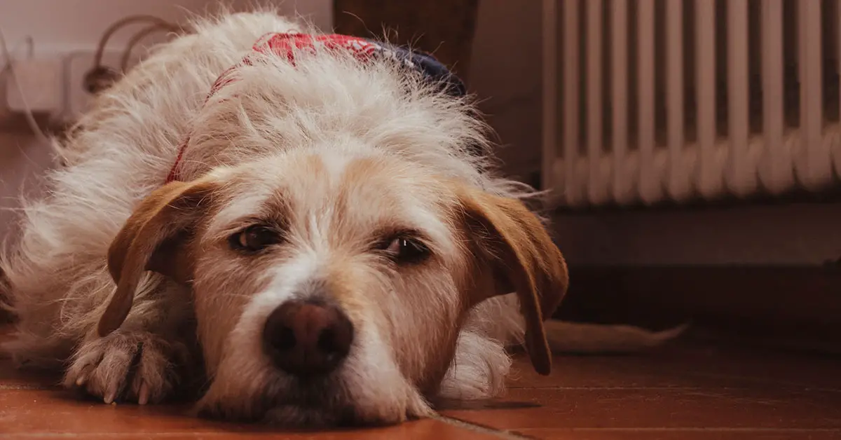 do-air-purifiers-help-with-dog-hair