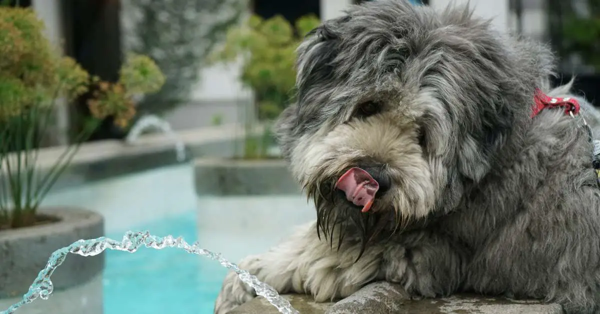 dog drinking a lot of water