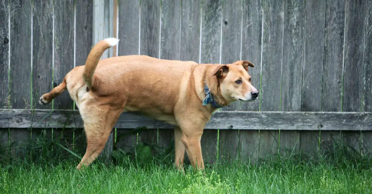 dog not peeing