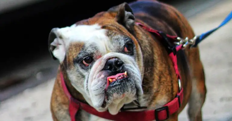 English Bulldog Colors: A Visual Guide to Stunning Coat Varieties