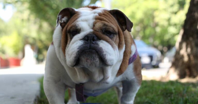 english bulldog cost