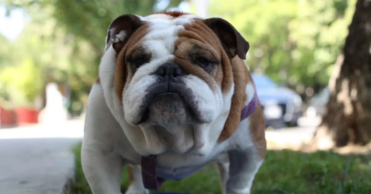 Most Expensive English Bulldog Cheap Sale | portal.gdse.mindev.gov.gr