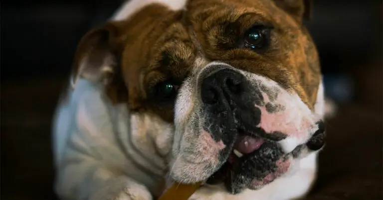 Unveiling the Top English Bulldog Health Issues