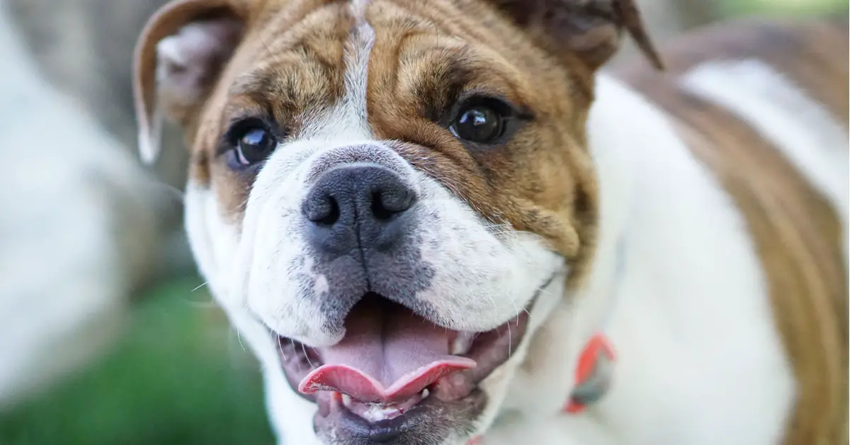 Maximizing Your English Bulldog Lifespan: 7 Essential Tips | Bulldogology