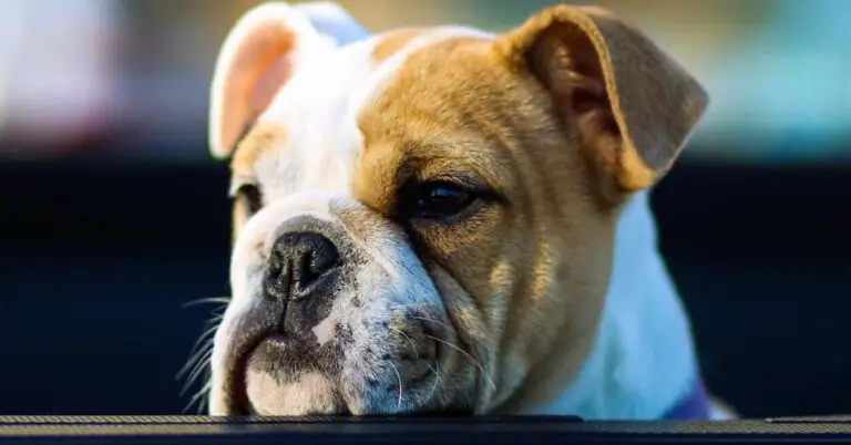 English Bulldog Names: Discover the Perfect Monikers for Your Adorable Companion!